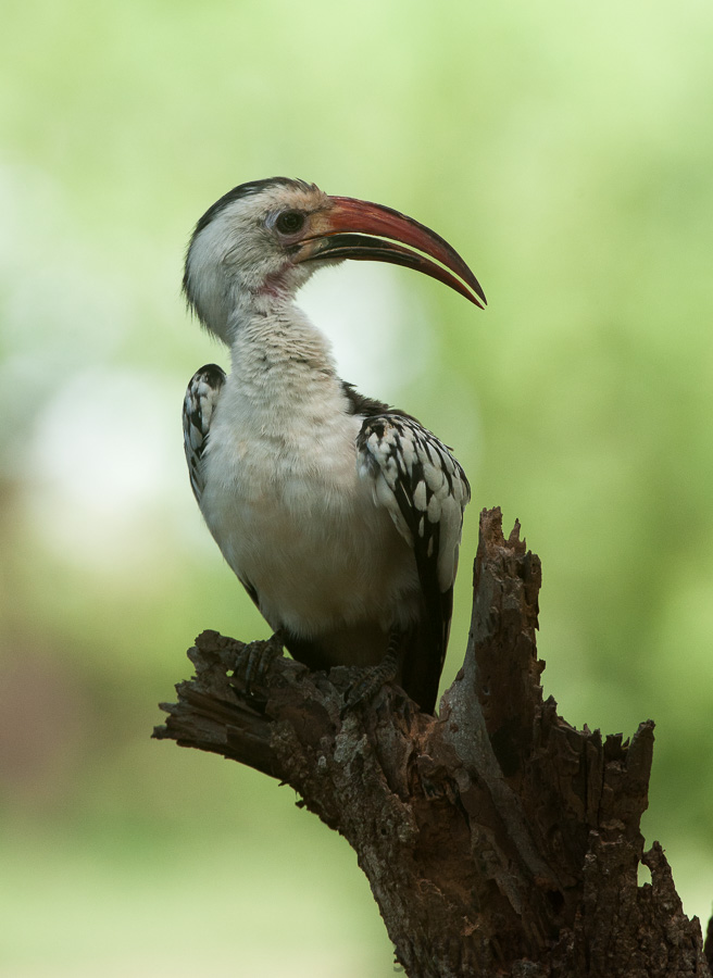 Tockus erythrorhynchus [400 mm, 1/640 sec at f / 8.0, ISO 1600]